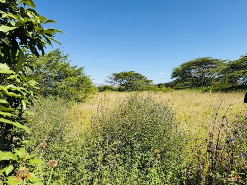 Terreno 1.266 m2 VENTA PUEMBO x arrayanes — foto 4