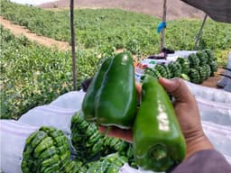 Finca Agrícola en Venta , Vía Calicanto Santa Elena 31,88 hectáreas