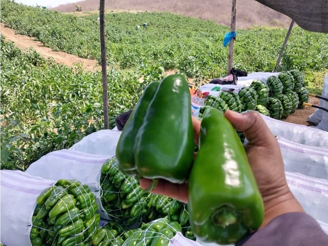 Finca Agrícola en Venta , Vía Calicanto Santa Elena 31,88 hectáreas