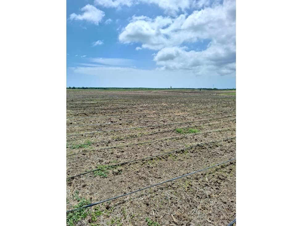 FINCA AGRÍCOLA EN VENTA 130 HECTÁREAS | Chanduy — foto 4