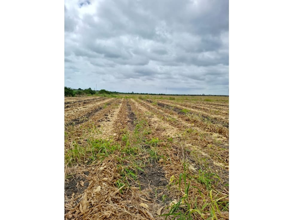 FINCA AGRÍCOLA EN VENTA 130 HECTÁREAS | Chanduy — foto 6