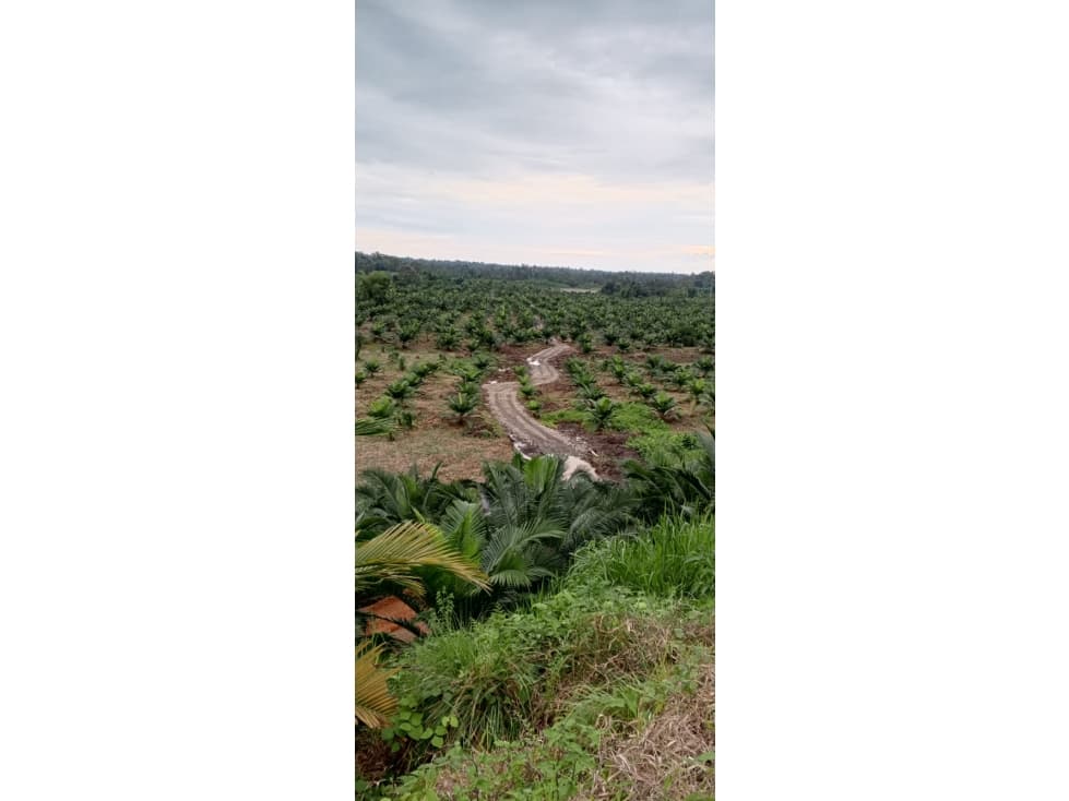 VENTA TERRENO AGROINDUSTRIAL (PUERTO QUITO) — foto 1