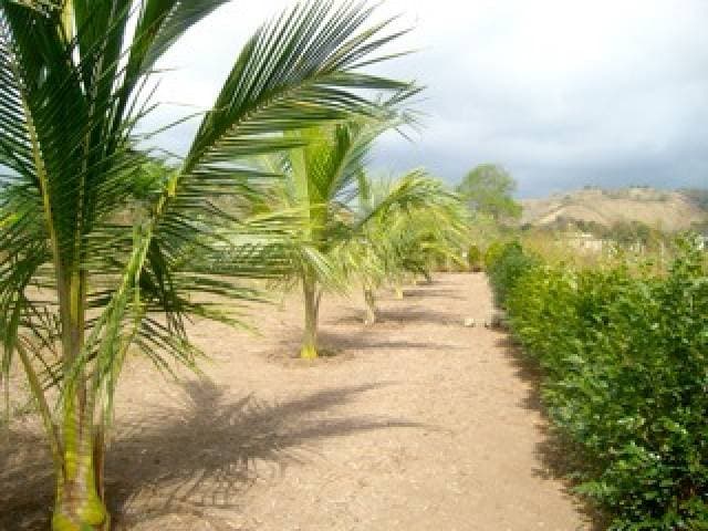 Venta lote en Montañita — foto 2
