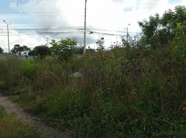 Terreno en la Panamericana Norte Calderon — foto 3