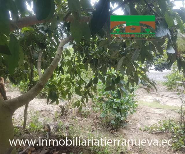 CASA CON TERRENO DE 1.000M2 EN GUALLABAMBA — foto 5