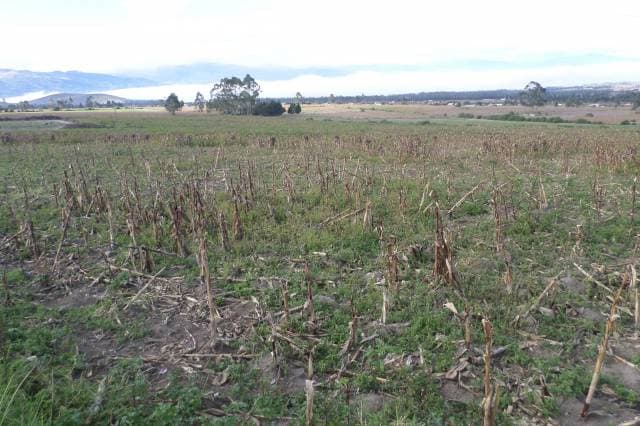 Terreno totalmente plano en Malchingu 30000m2 - $12 c/m2 — foto 3